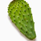 How to Cook Cactus Leaves