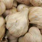 I Need Instructions for an Acme Terra Cotta Garlic Baker
