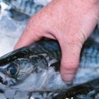 How to Pan Fry Trout Fillets