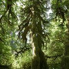 Actividades sobre los bosques templados