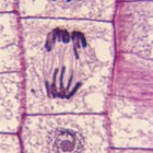 Cómo identificar las etapas de mitosis en una célula bajo el microscopio