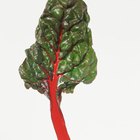 How to Cook Rainbow Chard