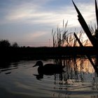 ¿Qué son los tres niveles de biodiversidad?
