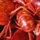 How to Peel & Devein Crawfish
