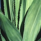 Infinite Aloe Vs. Corium 21