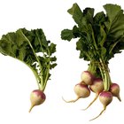 How to Cook Turnip Greens With Roots