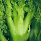 If I Puree Raw Vegetables Will That Destroy the Fiber?