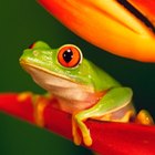 Animales en extinción debido al calentamiento global