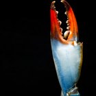 How to Cook Blue Crab