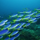 ¿Qué características comparten todos los animales marinos?