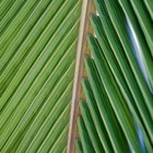 Instrucciones para tejer hojas de palma