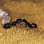 Cómo exterminar las hormigas carpinteras en el techo