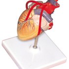 Juegos del sistema circulatorio para niños