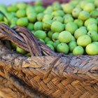 How to Use Olive Oil to Treat Acne