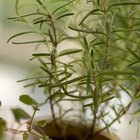 How to Make Rosemary-Infused Vinegar
