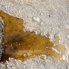 Microbios usados para limpiar derrames de petróleo