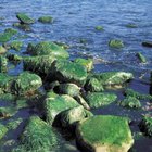 Los efectos de la luz de colores sobre las algas