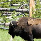 How to Smoke Buffalo Meat