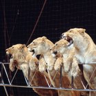 Métodos que se usan para entrenar a los animales de circo