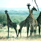 Características específicas de las jirafas