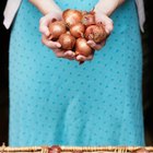 What Are Shallots?