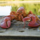 How Often Do Lobsters Shed Their Exoskeletons?