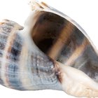 How to Remove Whelk Shells