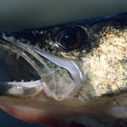 ¿Qué tipo de vida marina o peces habitan en el lago Michigan?