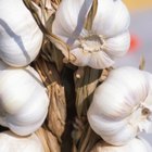 How to Preserve Garlic Scapes for Year Long Use