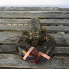 How to Boil Lobster at Home