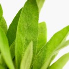 How to Dry Sage Leaves Yourself