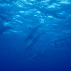 Cómo ver las diferencias entre un tiburón y un delfín