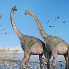 List of Long-necked Dinosaurs | Sciencing