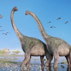 long neck dino name