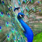 What Are the Colors in a Peacock's Feathers? | Sciencing