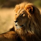 How Have Lions Adapted to Their Environment? | Sciencing