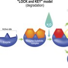 Different Types of Enzymes | Sciencing