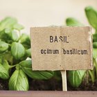 Cooking With Fresh Herbs