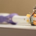 How to Use Toothpaste to Clean Silver Jewelry