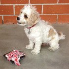 Pet-Approved Gifts for Animal Lovers