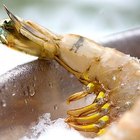 How to Cook Shrimp