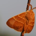 How to Identify Clothes Moths