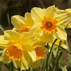 How to Plan a Spring Fling Party