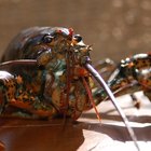 How to Prepare Lobster Tail