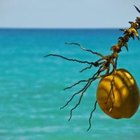 How to Clean a Coconut