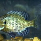 How to Clean a Bluegill