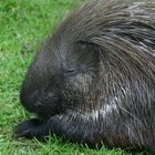 How to Make Porcupine Quill Jewelry
