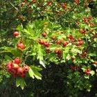 How to Pick Hawthorne Berries