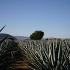 From What Kind of Plant Is Tequila Extracted?