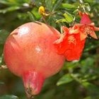 How to Get Out Pomegranate Juice Stains